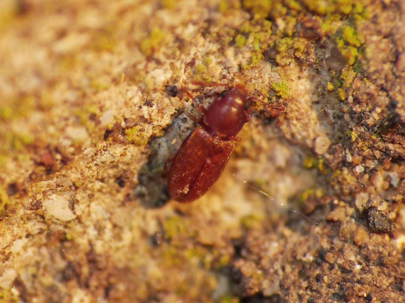 Piccolo coleottero rossiccio (Cryptophagidae?)